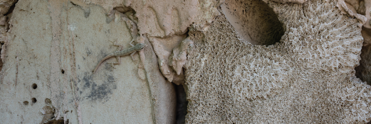 Decorate with Coral Stone Formations