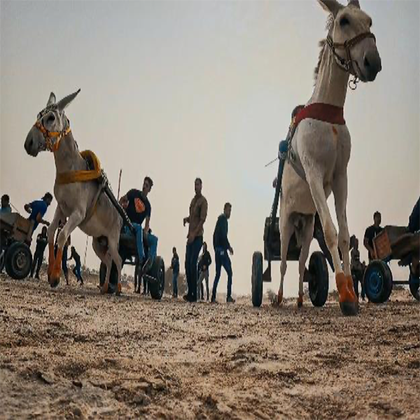  Sharjah Art Foundation presents Sharjah Film Platform Montage at Emami Art Experimental Film Festival