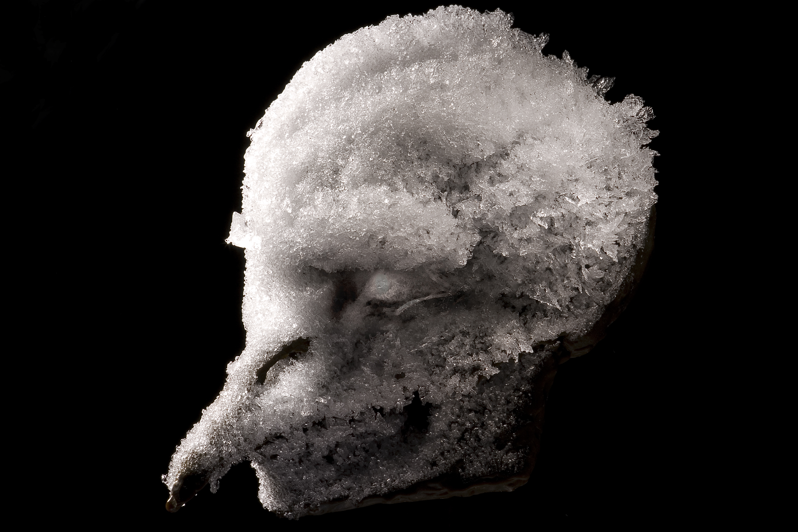 نشوء الملاك بالتوافق مع حالة الاستثناء