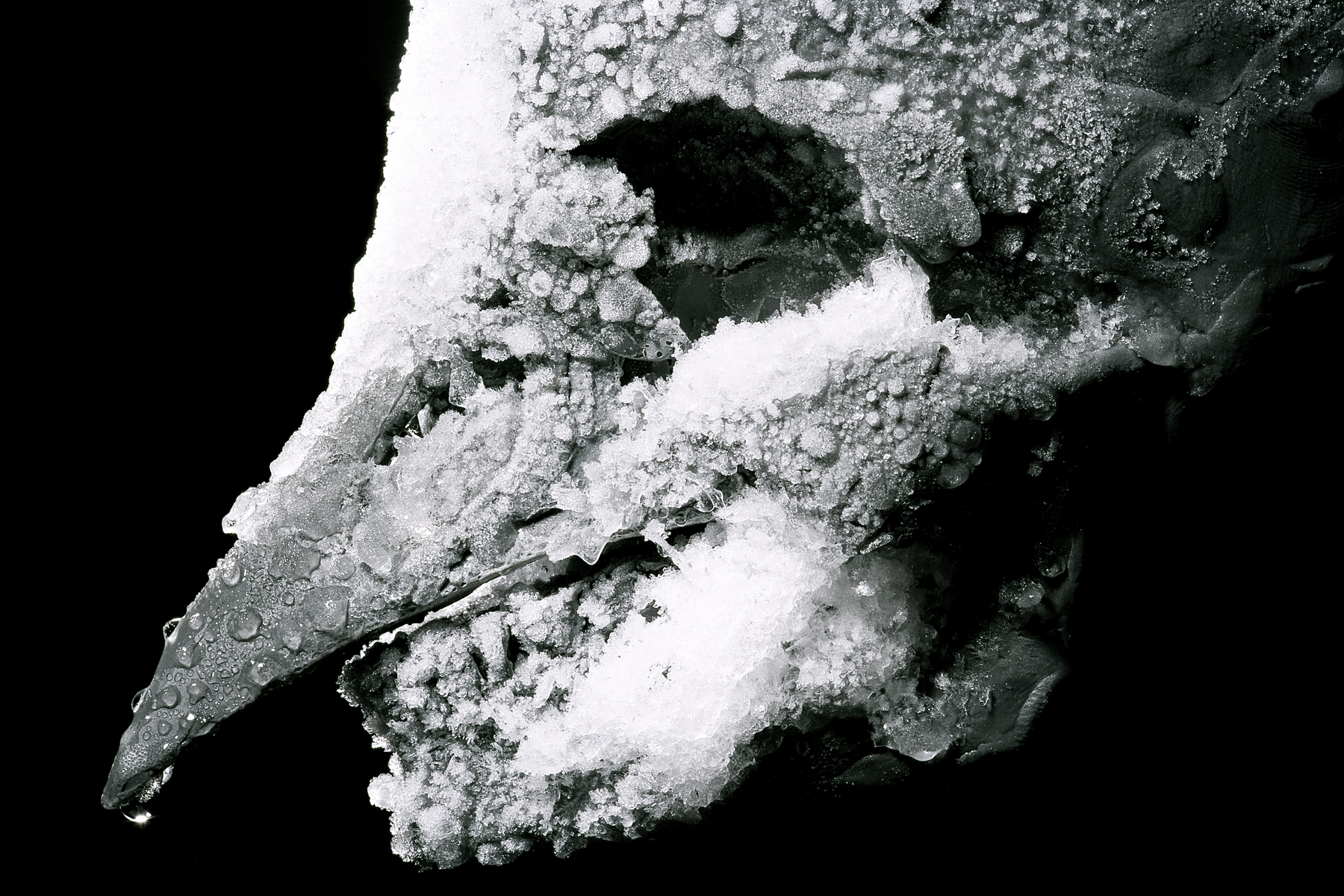 نشوء الملاك بالتوافق مع حالة الاستثناء