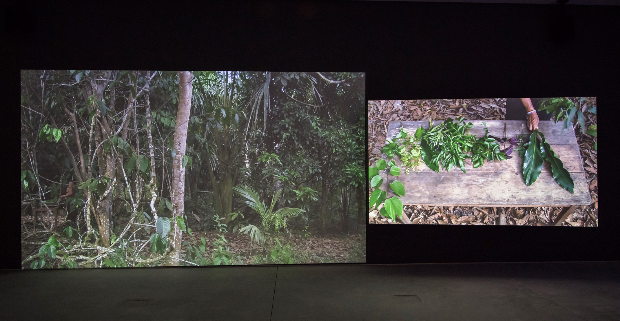 غابة القضاء