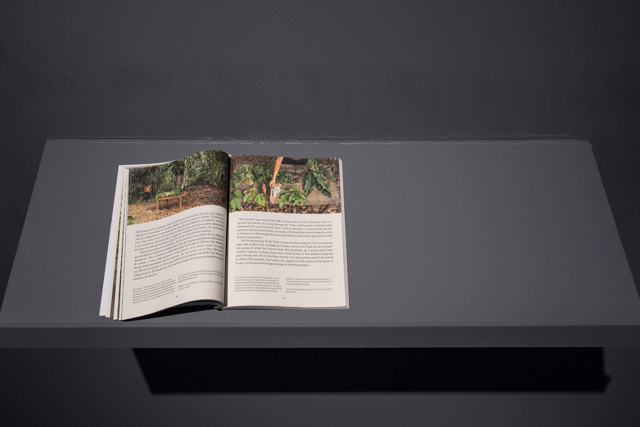 غابة القضاء