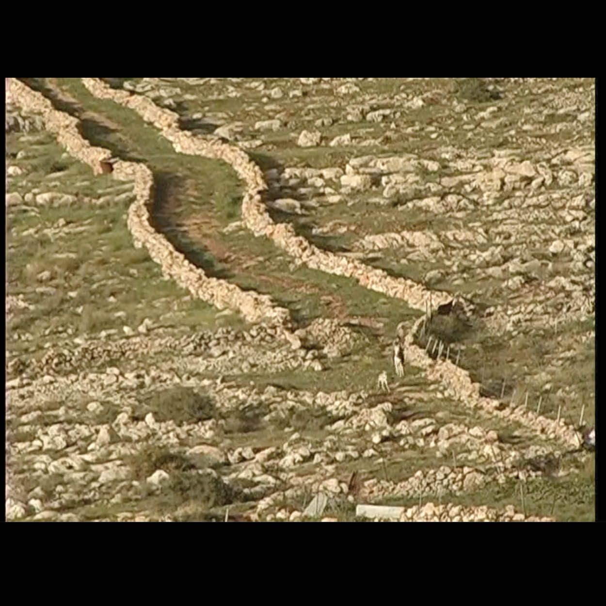 بجوز الكل بعرف