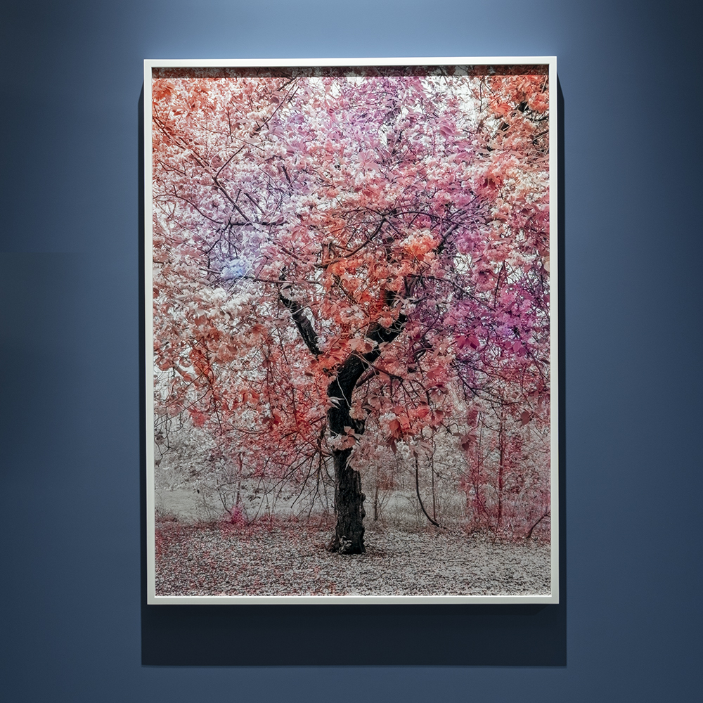 Bloom (#a5808a) 